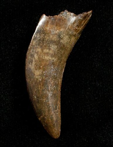 Inch Nanotyrannus Tooth From Montana #3432